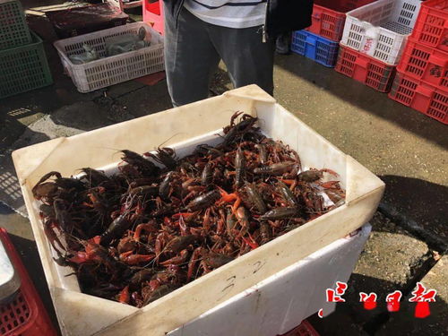 五一來武漢撮蝦子咯 白沙洲農副產品大市場日批龍蝦100噸