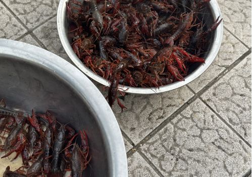 儀征龍蝦調(diào)料價格突現(xiàn)大跌，市場供需與季節(jié)因素成主因